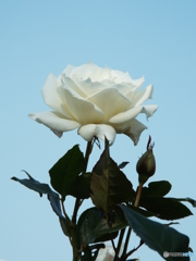 新宿御苑・秋薔薇4