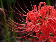 曼珠沙華8