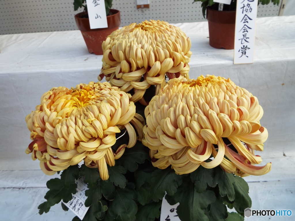 小江戸川越菊まつり2