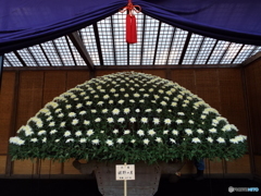 新宿御苑菊花壇展12