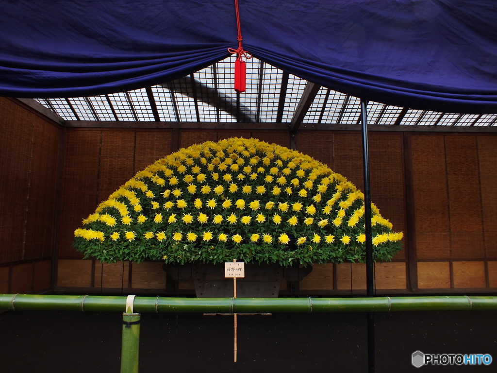 新宿御苑・菊花展14