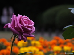 薔薇5