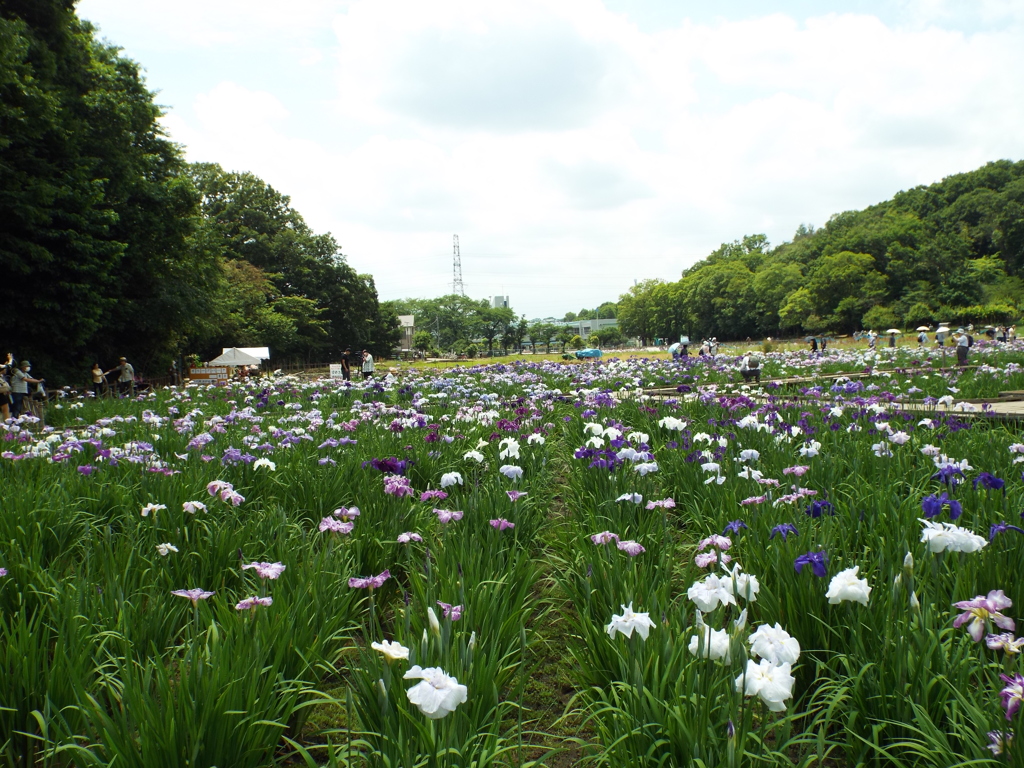 北山公園2