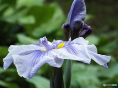 花菖蒲16