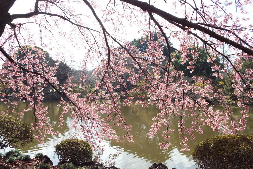 修善寺寒桜6