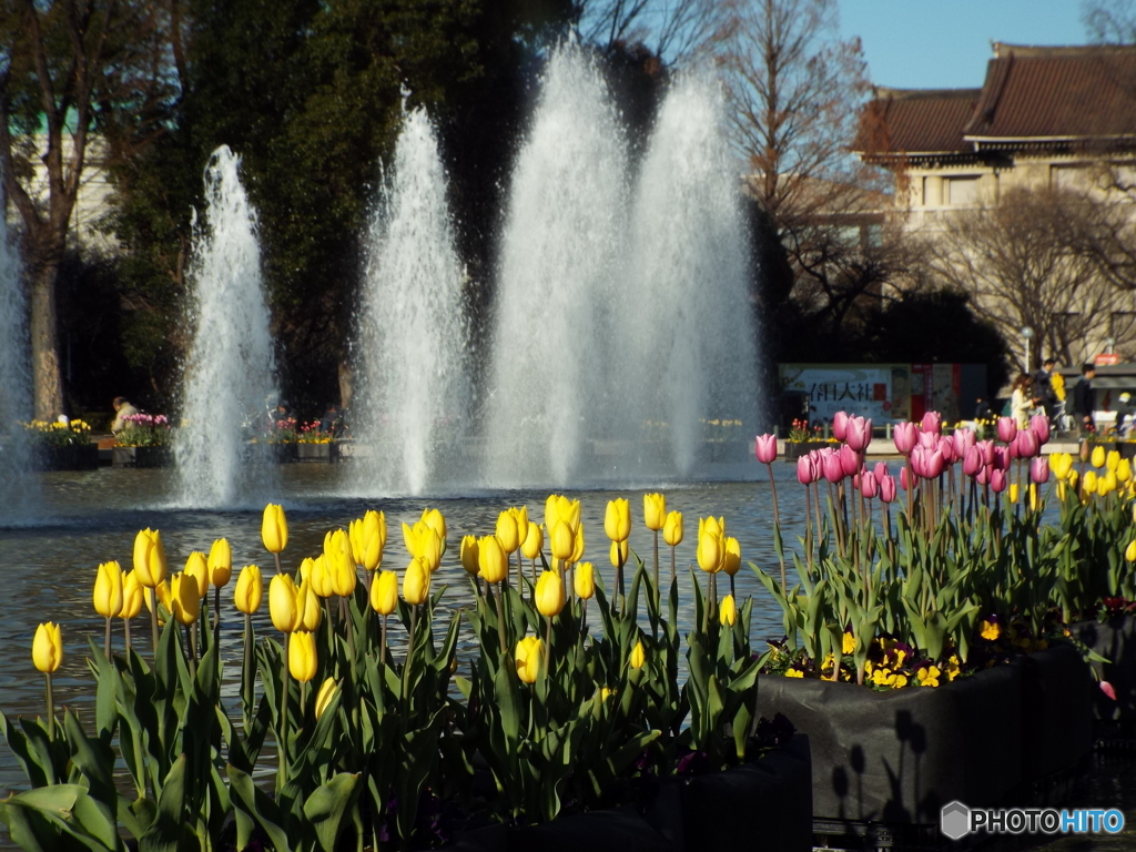 上野公園・噴水広場1