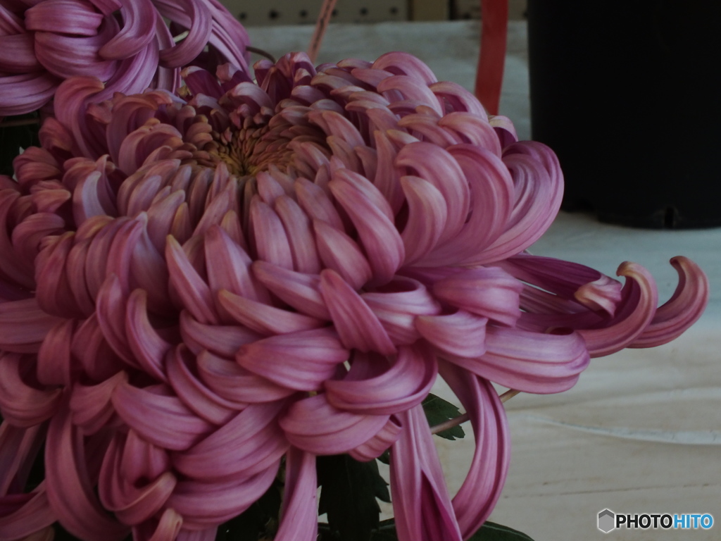 菊花展11