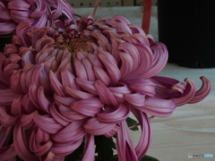 菊花展11