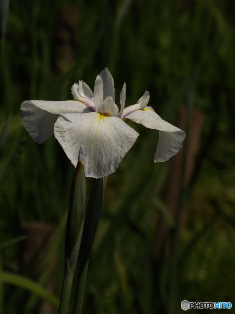 花菖蒲11