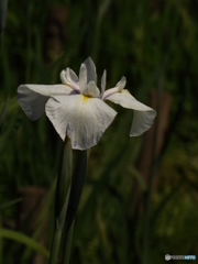 花菖蒲11