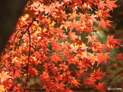 秋の殿ヶ谷戸庭園9