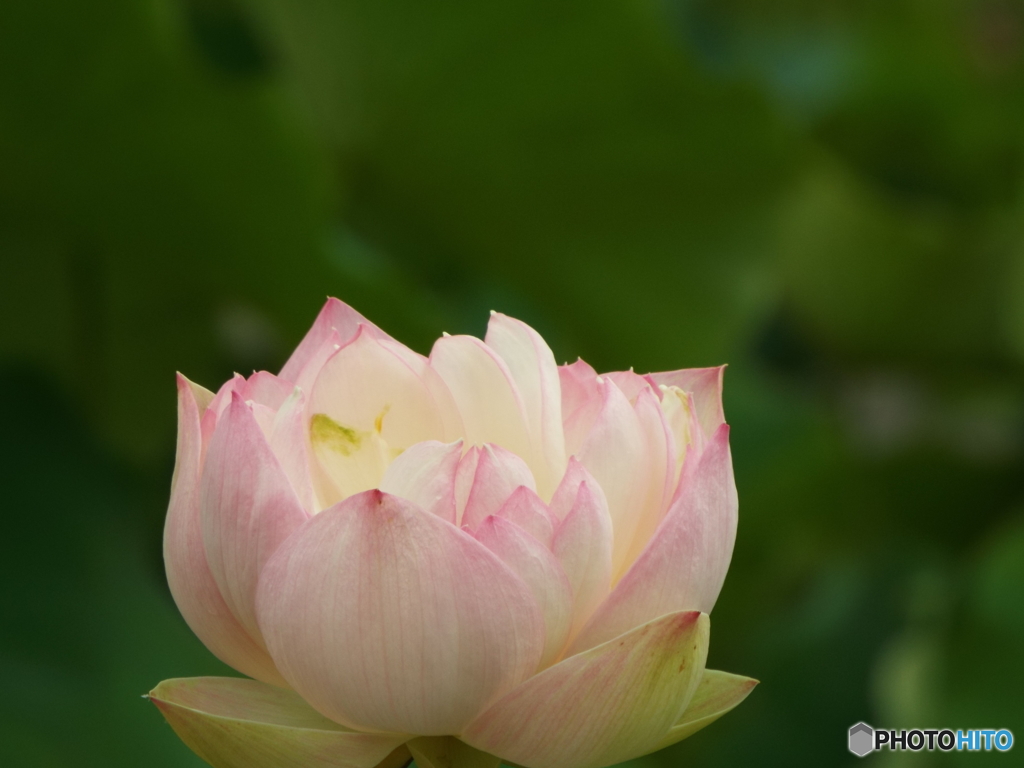 昭和記念公園・蓮16