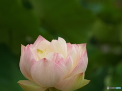 昭和記念公園・蓮16