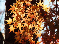 中院・もみじ2