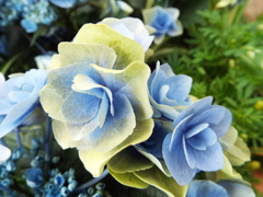 豊島園・紫陽花20