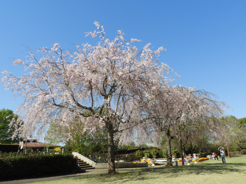 枝垂れ桜9