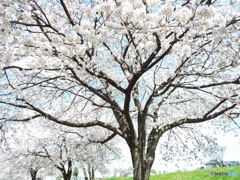 桜9