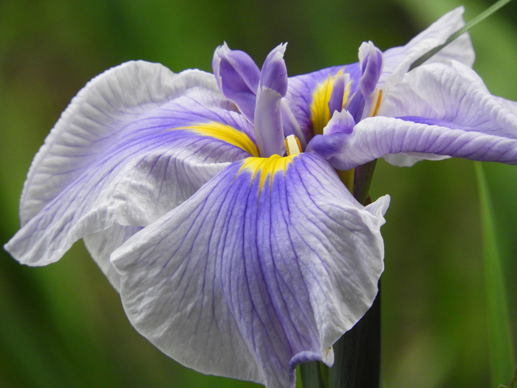 智光山公園・花菖蒲3