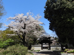 天岑寺桜6