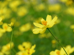 昭和記念公園・秋桜 9