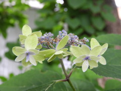 豊島園・紫陽花13