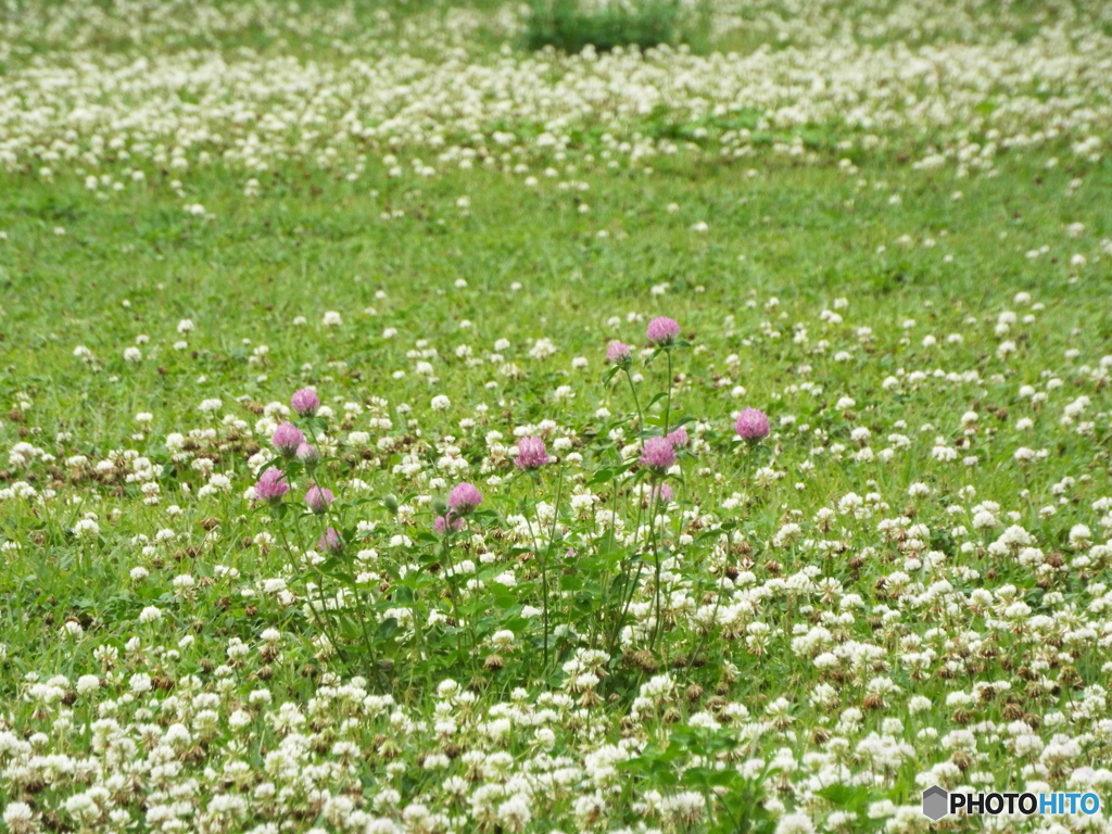 深緑の昭和記念公園16