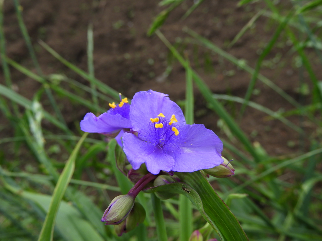 紫露草 （むらさきつゆくさ）