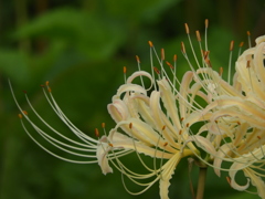 曼珠沙華5
