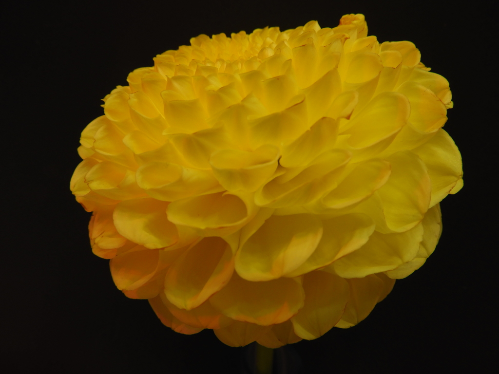 ダリアの華展6