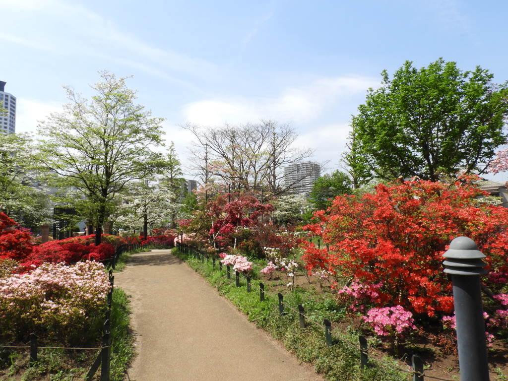 平成つつじ公園7