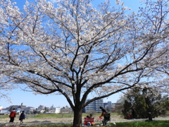 サクラ3