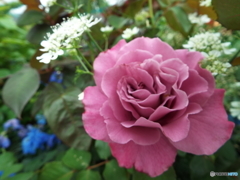 薔薇13