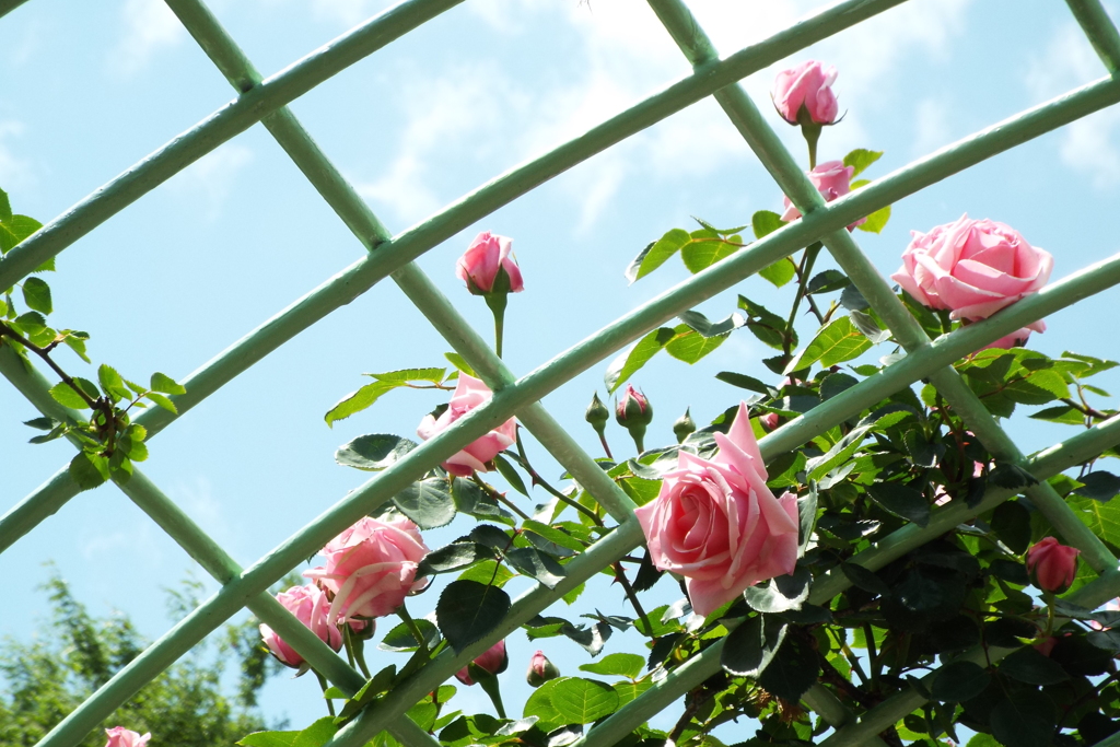 智光山公園・薔薇17