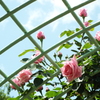 智光山公園・薔薇17