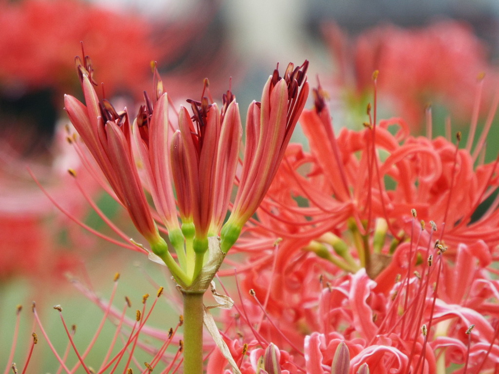 岸辺の曼珠沙華10