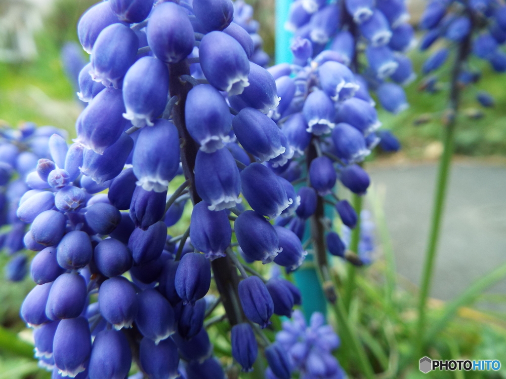 ムスカリ2