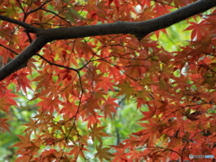 井の頭恩賜公園2