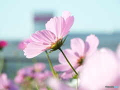 秋桜19