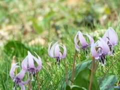 カタクリの花 10