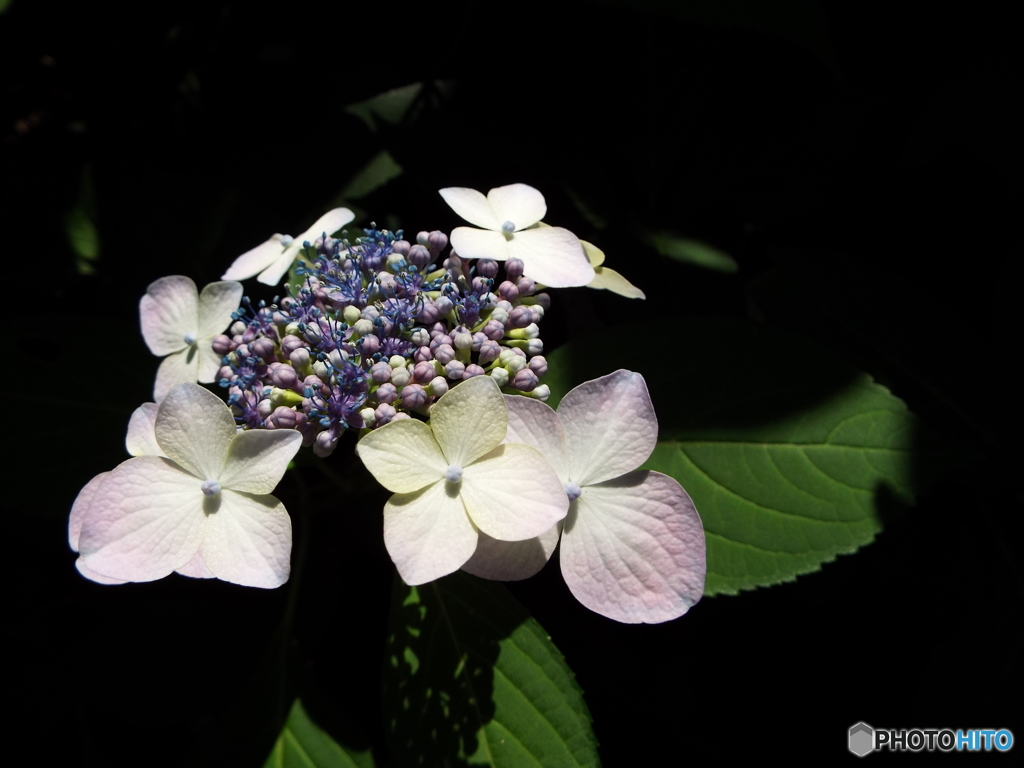 東京都薬用植物園・紫陽花3