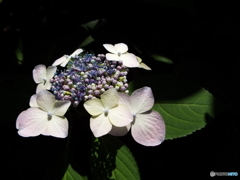 東京都薬用植物園・紫陽花3