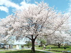 桜2