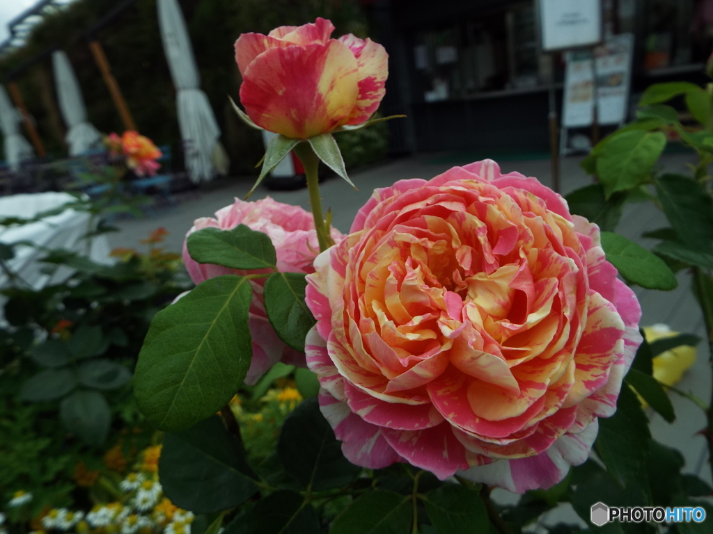薔薇17