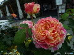 薔薇17