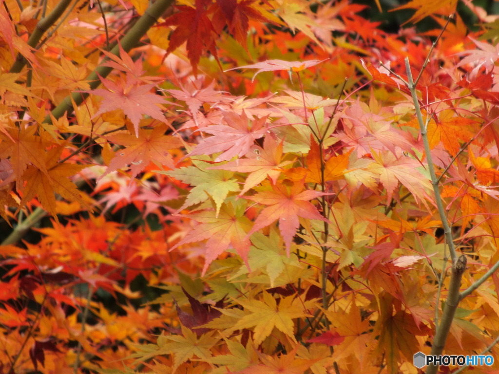 紅葉の能仁寺17