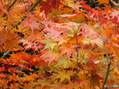 紅葉の能仁寺17