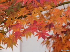 もみじ11