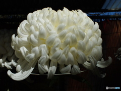 菊花展9