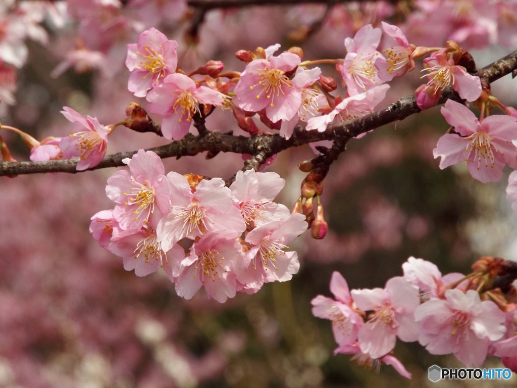 河津桜5