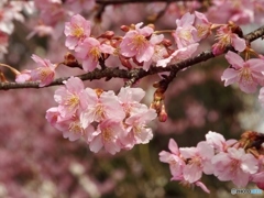 河津桜5